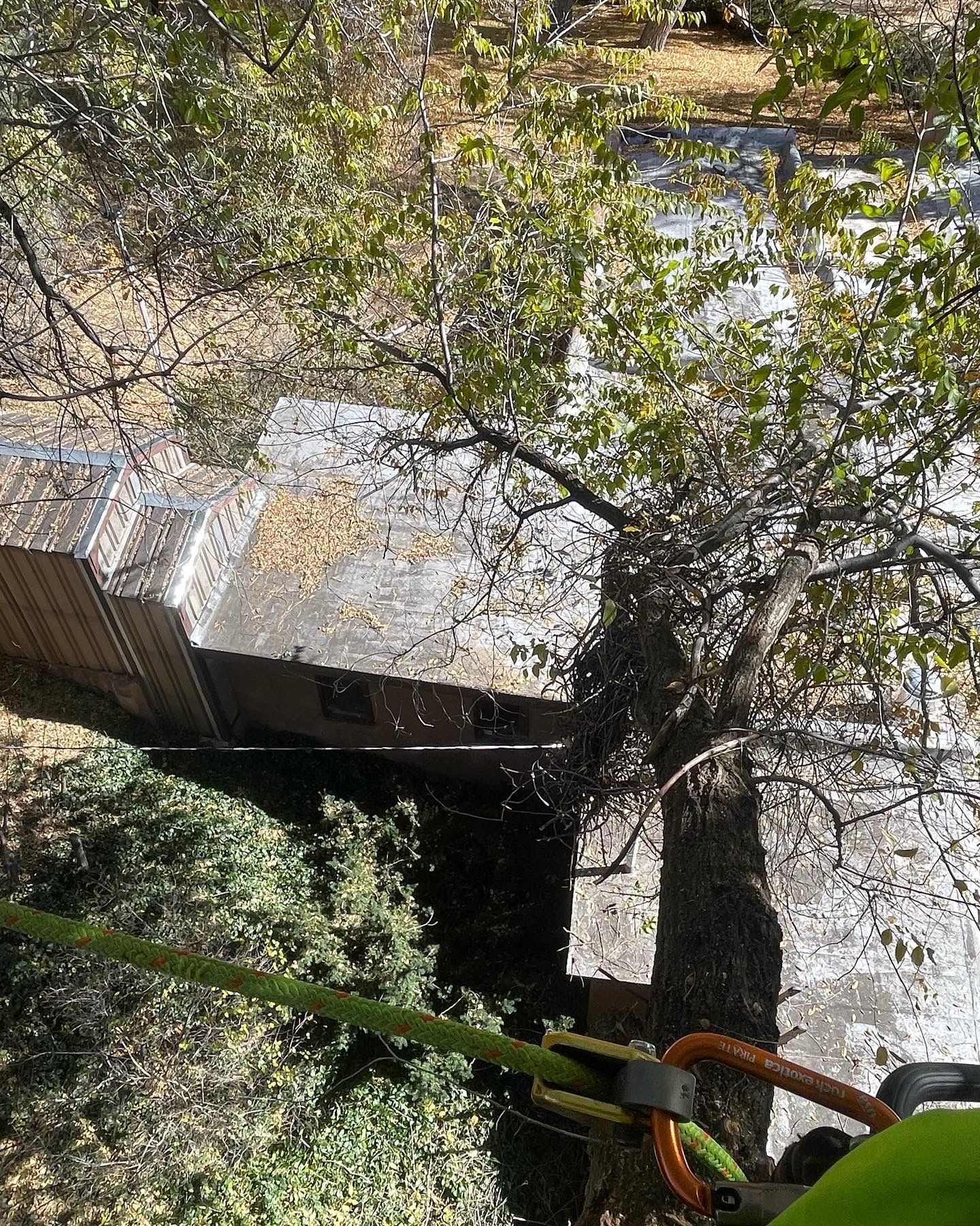 View form a harnessed tree trimmer looking down over a large limb extending over a silver roof.