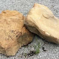 Two tan rocks resting on gray gravel, with a small green plant between them