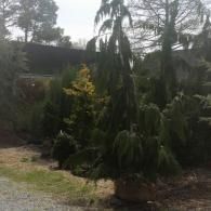 Tall, drooping evergreen tree in a garden with other shrubs and bare trees behind it