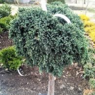 Heart-shaped trimmed evergreen shrub in a garden bed