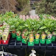 Rows of colorful potted seedlings on a garden table outdoors, with a path and greenery behind.