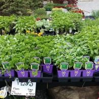 Rows of potted green plants on a nursery display with purple labels and a price sign