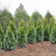 Row of young evergreen trees in a nursery field with brown soil and cloudy sky