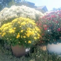 Potted chrysanthemums in white, yellow, and red blooming outdoors in a garden