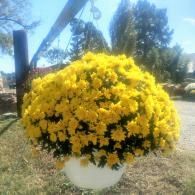 Bright yellow flowers overflowing from a white pot in a sunny garden