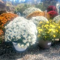 Potted chrysanthemums in white, yellow, orange, and red at an outdoor garden center