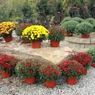 Potted red, yellow, and green flowering plants arranged on a stone patio outdoors