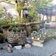 Potted plants displayed on a stone planter in a sunny garden nursery, with gravel ground and trees nearby