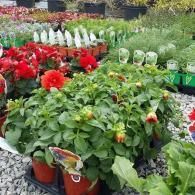 Potted red and green flowering plants in a garden center display