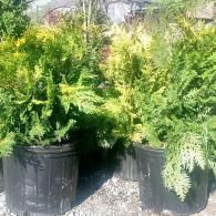 Two black planters filled with lush green ferns in a sunny outdoor garden.