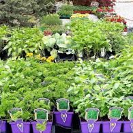 Rows of potted green plants in purple containers at an outdoor nursery