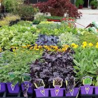 Colorful potted flowers displayed in neat rows at an outdoor garden center.