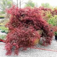 Large burgundy-leaf shrub in a garden center display area