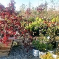 Potted Japanese maple trees and shrubs in a sunny outdoor nursery, with red and green foliage.