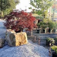 Zen garden with red-leaf shrub, large rocks, gravel, and potted plants in a nursery setting