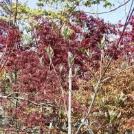 Red-leaved shrubs and thin saplings in a sunny garden scene