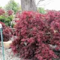 Deep red ornamental shrub beside a tree in a landscaped garden