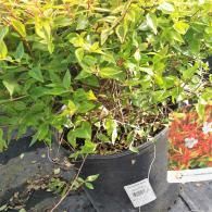 Green leafy plant in a black nursery pot with a small label, beside another colorful potted plant