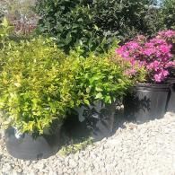 Potted yellow and pink flowering shrubs beside a gravel path in bright sunlight