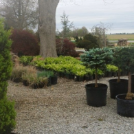 Potted shrubs and garden plants on gravel beside a large tree in a nursery yard