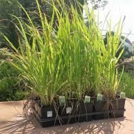 Potted green ornamental grass plants in black containers outdoors on a sunny patio