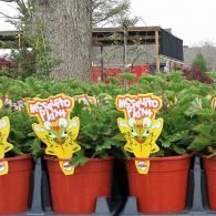 Potted fern plants in red pots with colorful plant tags outdoors