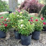 Potted flowering shrubs with red, pink, and white blooms arranged on gravel in a garden
