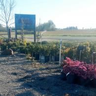 Outdoor plant nursery with rows of potted flowers and shrubs beside a gravel lot, fields in the background
