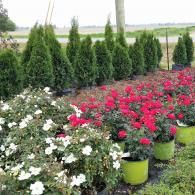 Flowering potted plants in white and pink bloom beside rows of evergreen shrubs outdoors