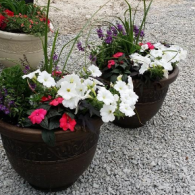 Two large flower pots with white, red, and purple flowers on gravel