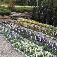 Rows of colorful flowers in a gravel garden, with white and purple blooms in the foreground.