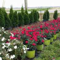 Rows of potted red and white flowers in a garden nursery with tall evergreens in the background