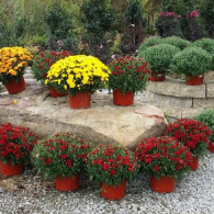 Potted yellow, red, and green flowers arranged on stone steps outdoors