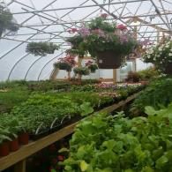 Greenhouse interior with rows of leafy plants and hanging pink flower baskets