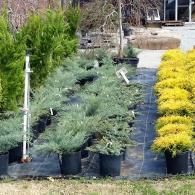 Potted shrubs and evergreens lined up in a nursery along a black walkway outdoors
