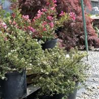 Potted shrubs and flowering plants in a garden nursery on gravel