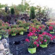 Garden center with rows of potted pink flowering plants and greenery outdoors