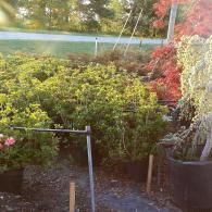 Backyard garden with green shrubs, red foliage, and a stone path beside a road