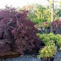 Garden nursery with a large burgundy shrub and smaller green plants in pots