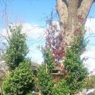 Tall tree trunks and leafy shrubs in a sunny garden against a blue sky.