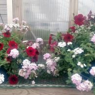 Mixed red, white, and pink flowers blooming along a greenhouse wall