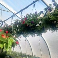 Hanging flower baskets and blooming plants inside a greenhouse with arched plastic walls