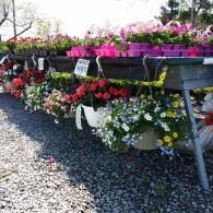 Potted pink, red, and white flowers displayed on outdoor tables in a gravel lot