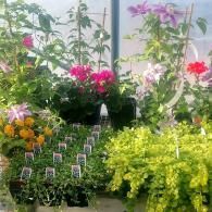 Potted flowering plants in a greenhouse, with pink, yellow, and purple blooms
