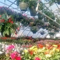 Colorful flowers in a greenhouse with hanging pots and rows of blooming plants