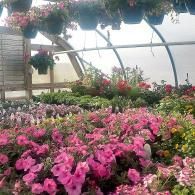 Colorful flower beds in a greenhouse with pink, purple, and yellow blooms under hanging baskets