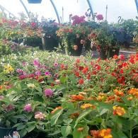 Colorful flowers blooming in a garden with red, pink, and orange blossoms and green foliage