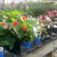 Potted flowering plants with red and pink blooms displayed on a nursery shelf outdoors