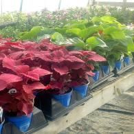 Rows of potted green and burgundy plants in a greenhouse nursery