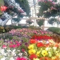 Colorful flower garden with hanging baskets and rows of blooming pink, red, yellow, and white flowers